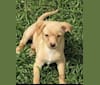 Joey Corona, a Chihuahua and Pomeranian mix tested with EmbarkVet.com