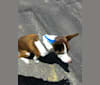 Nala Babe, an American Pit Bull Terrier and Siberian Husky mix tested with EmbarkVet.com