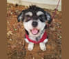 Apollo Apuddo Pud Apotado, a Shih Tzu and Australian Cattle Dog mix tested with EmbarkVet.com