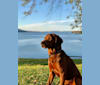 Bristol, a Redbone Coonhound and Rottweiler mix tested with EmbarkVet.com