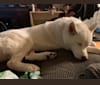 Kavik, a Siberian Husky and Alaskan Malamute mix tested with EmbarkVet.com