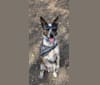 Photo of koda, an Australian Cattle Dog, Boston Terrier, and Border Collie mix in Austin, Texas, USA