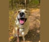Norm, a Great Pyrenees and Border Collie mix tested with EmbarkVet.com