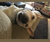 Rebecca, an Australian Cattle Dog and Labrador Retriever mix tested with EmbarkVet.com