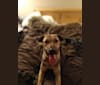 Leeloo, a Labrador Retriever and Golden Retriever mix tested with EmbarkVet.com