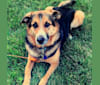 Sophie, a German Shepherd Dog and Australian Shepherd mix tested with EmbarkVet.com