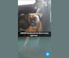 Daisy May, a Boxer and Labrador Retriever mix tested with EmbarkVet.com