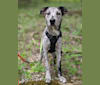 Livin' Wild's Truth Be Told - Frankly, a Border Collie and Whippet mix tested with EmbarkVet.com