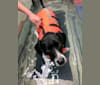 Rudy, a Labrador Retriever and Chow Chow mix tested with EmbarkVet.com