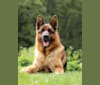 Qaiser, a German Shepherd Dog tested with EmbarkVet.com