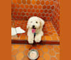 Twain, a Poodle (Small) and Cavalier King Charles Spaniel mix tested with EmbarkVet.com