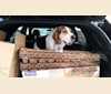 Photo of Colton, a Treeing Walker Coonhound  in Ohio, USA