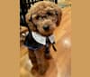 Photo of Liesel, a Goldendoodle  in Deer Creek, IL, USA