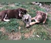 Poppy Poopalicious, a German Shepherd Dog and Labrador Retriever mix tested with EmbarkVet.com