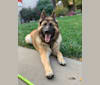 Rhett, a German Shepherd Dog tested with EmbarkVet.com