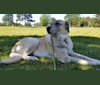 Ava, a Great Pyrenees and Anatolian Shepherd Dog mix tested with EmbarkVet.com