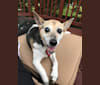 Betty Lou, a Rat Terrier and Chow Chow mix tested with EmbarkVet.com