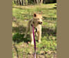 Kaya, a Siberian Husky and Australian Shepherd mix tested with EmbarkVet.com