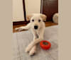 Rudy, a Japanese or Korean Village Dog and Jindo mix tested with EmbarkVet.com