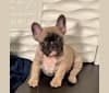 Photo of Oscar (Benny Ruxpin Jr.), a French Bulldog  in Spencerport, NY, USA