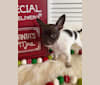 Brodhi, a Chihuahua tested with EmbarkVet.com