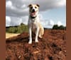 Photo of Finnegan, an American Pit Bull Terrier, Chow Chow, and Australian Cattle Dog mix in Texas, USA