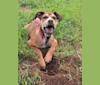 Milo, an American Pit Bull Terrier and Catahoula Leopard Dog mix tested with EmbarkVet.com