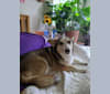 Luna, a Siberian Husky and Chihuahua mix tested with EmbarkVet.com