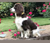 Remi, an English Cocker Spaniel (Working Type) tested with EmbarkVet.com