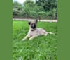 Oriana, a German Shepherd Dog tested with EmbarkVet.com