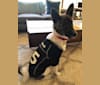 Kuma, an East Asian Village Dog tested with EmbarkVet.com