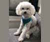 Peyton, a Poodle (Small) tested with EmbarkVet.com