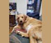 Dora, a Treeing Walker Coonhound and Labrador Retriever mix tested with EmbarkVet.com
