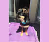 Yzma, a Chihuahua and Shih Tzu mix tested with EmbarkVet.com
