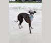 Stella, an Italian Greyhound tested with EmbarkVet.com