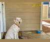Aimee, a Goldendoodle tested with EmbarkVet.com