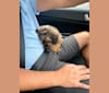 Dakota, a Shihpoo tested with EmbarkVet.com