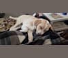 Photo of Whiskey Tango Foxtrot Birtchman, a Labrador Retriever, Golden Retriever, Great Pyrenees, Komondor, and Boxer mix in Parke-Vermillion County Humane Society, Indiana 63, Hillsdale, IN, USA