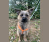 Photo of Odie, a Chihuahua, American Pit Bull Terrier, and Poodle (Small) mix in Virginia, USA