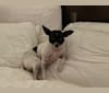 Photo of Darla, a Chihuahua, Shih Tzu, and Pomeranian mix in Stockton, California, USA