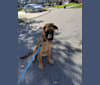 Sadie, a German Shepherd Dog and Saint Bernard mix tested with EmbarkVet.com
