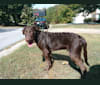 Malone, an American Pit Bull Terrier and Labrador Retriever mix tested with EmbarkVet.com