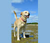 Henry, a Labrador Retriever and Basset Hound mix tested with EmbarkVet.com