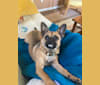 Photo of Herbie, a Chihuahua, Rat Terrier, and Pug mix in Tennessee, USA