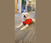 Arthur, a Poodle (Small) and Shih Tzu mix tested with EmbarkVet.com