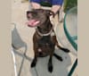 Photo of Voots, an American Bully, German Shepherd Dog, American Pit Bull Terrier, and American Staffordshire Terrier mix in Houston, Texas, USA
