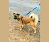 Chewy, a Rat Terrier and Labrador Retriever mix tested with EmbarkVet.com