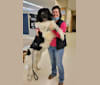 Baloo a dog tested with EmbarkVet.com