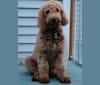 Photo of Jackson, a Goldendoodle  in 14580
