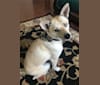 Photo of Aria, a Siberian Husky, Chow Chow, Poodle (Small), and Mixed mix in North Carolina, USA